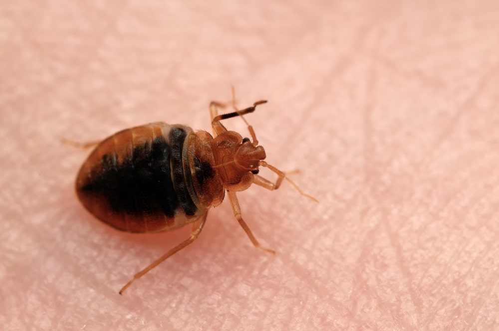renters-insurance-bed-bugs